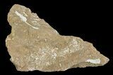 Ordovician Bryozoans (Pachydictya) Plate - Estonia #73461-1